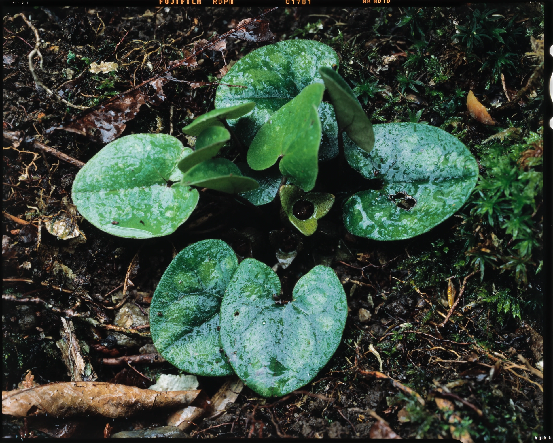 Asarum takaoi